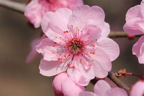 大桃花